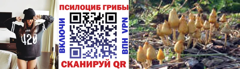 купить  цена  Власиха  Псилоцибиновые грибы Magic Shrooms 